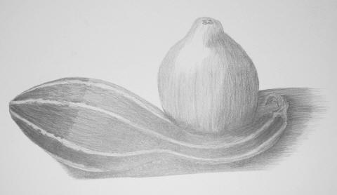 A shaded pencil drawing of a long gourd and a round gourd