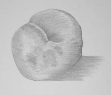 A shaded pencil drawing of a nut