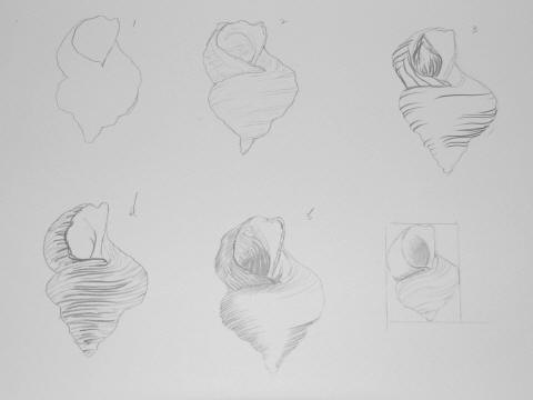 Six pencil sketches of a shell from different angles