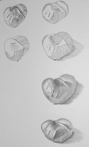 Six pencil studies of a nut, each shaded in a different style