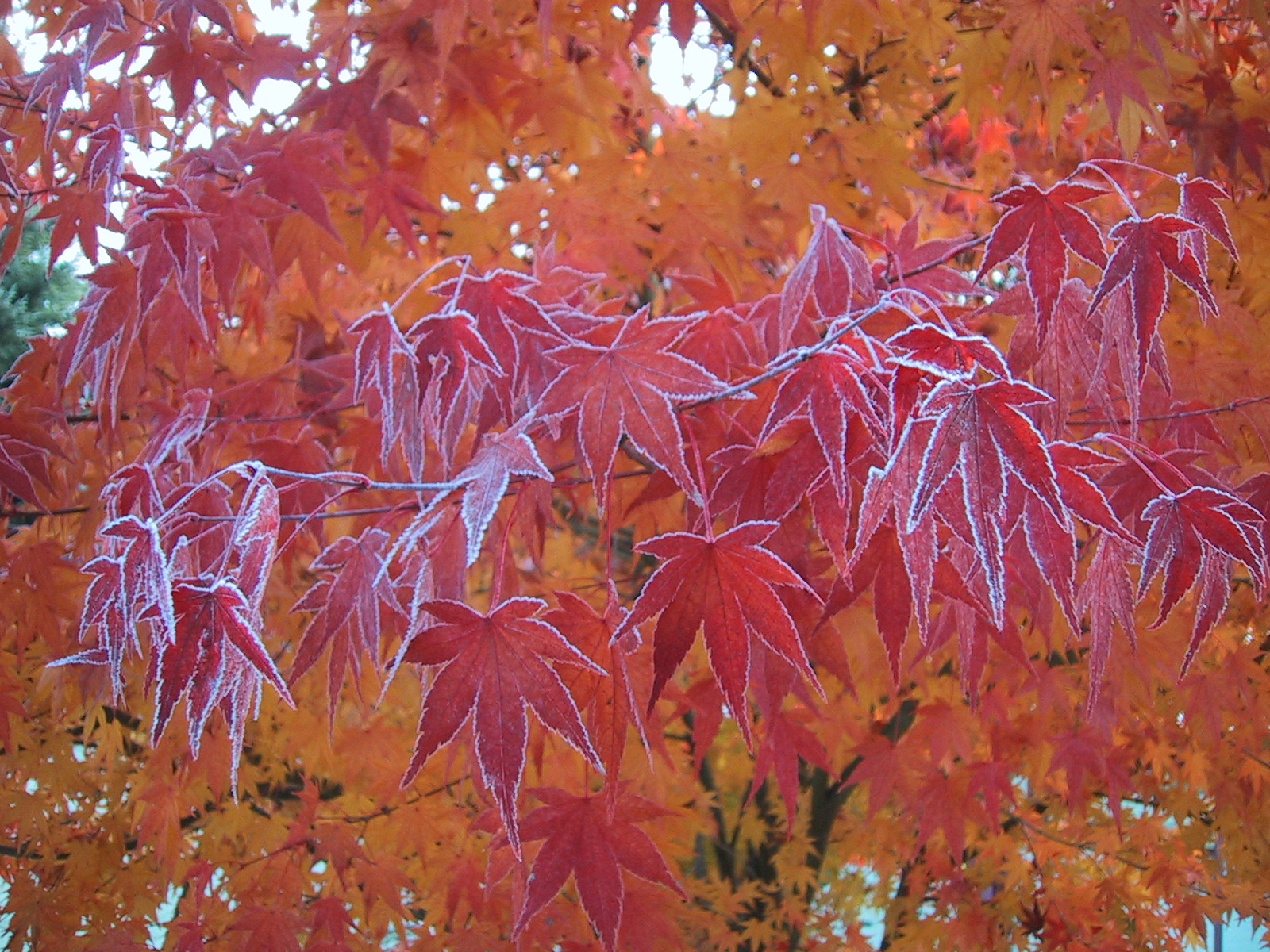Frost-edged red and orange maple leaves