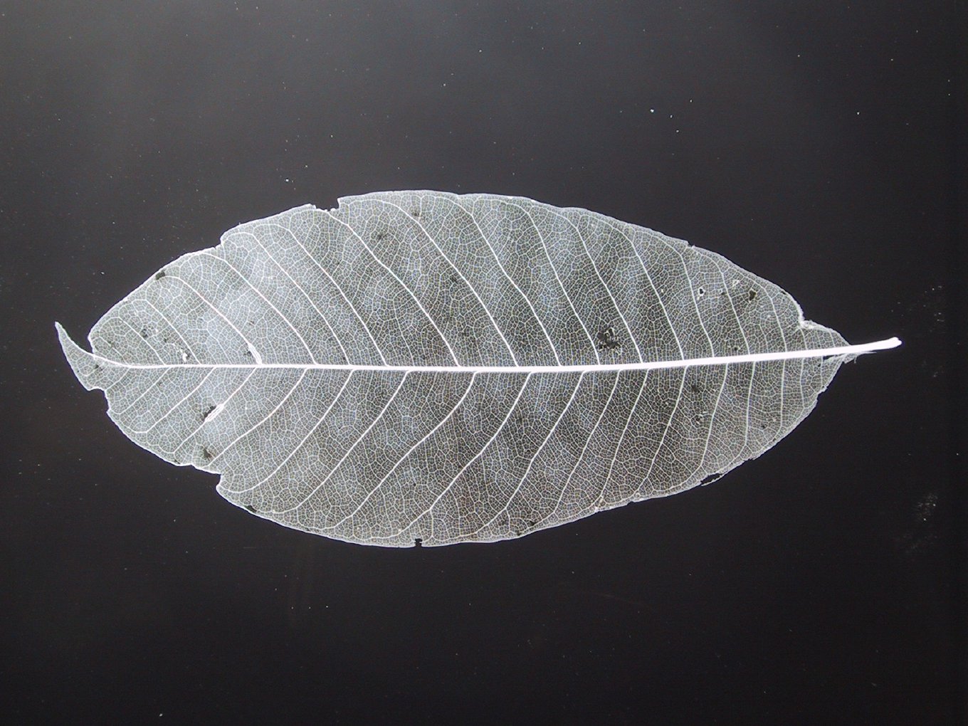 A pale, veined leaf on a black background