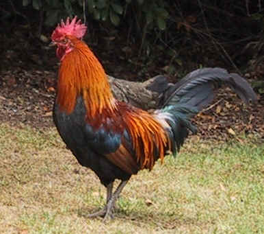 A red and orange rooster with a dark green tail, on grass