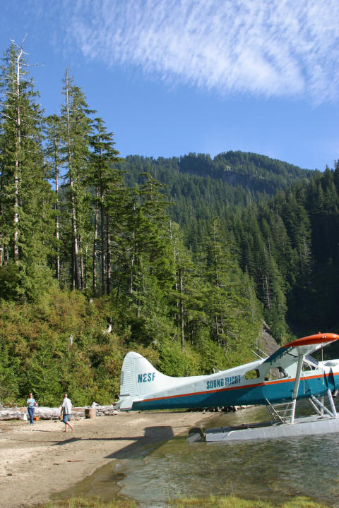 The floatplane at the edge of a sandy beach, under tall evergreens and a blue sky